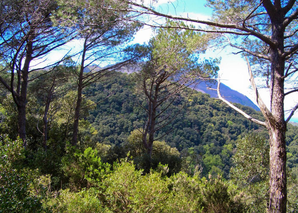 Trekking sul Monte Epomeo